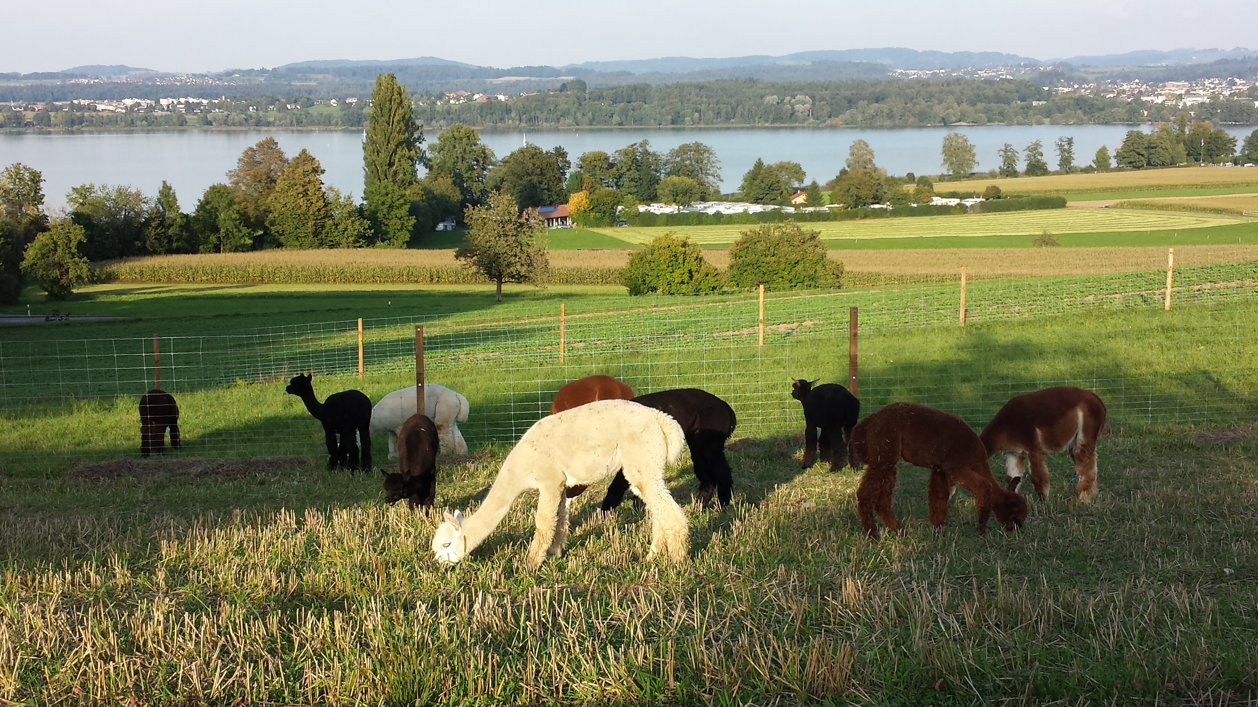 Alpakaherde mit dem Greifensee im Hintergrund