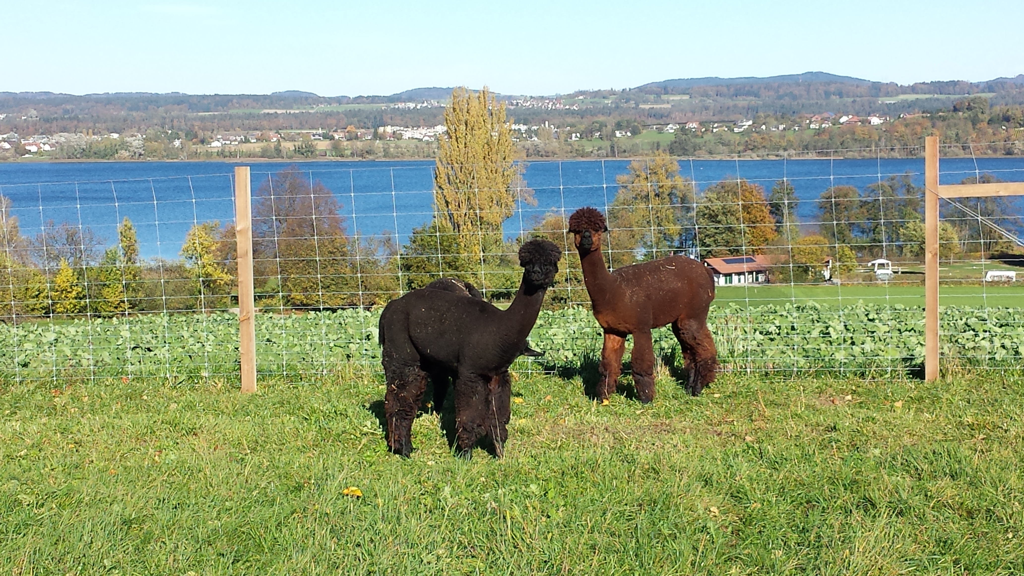 Caruso und Adonis mit dem Greifensee im Hintergrund